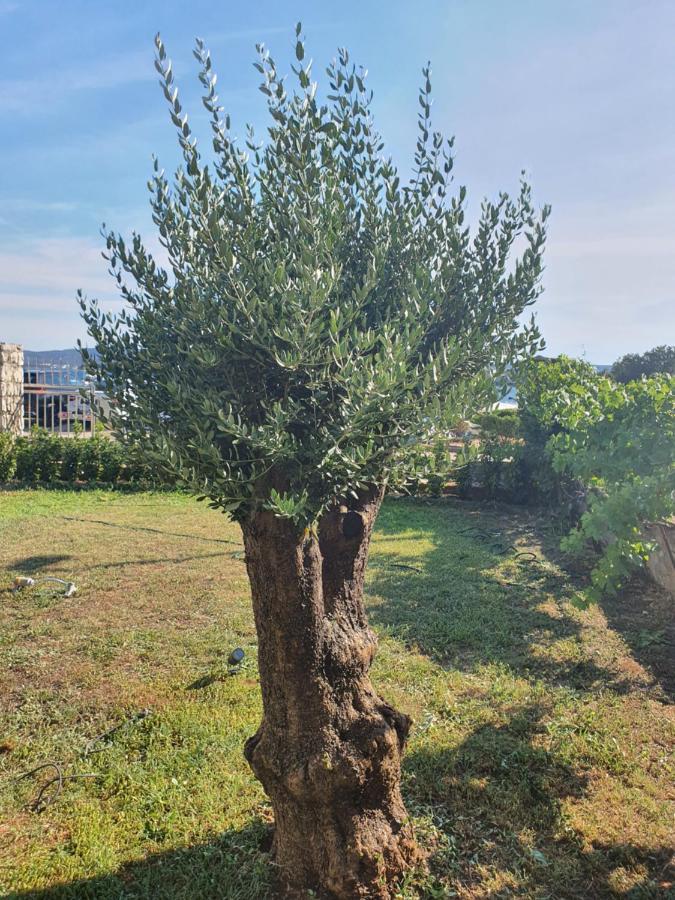 Apartments Villa Oliva Turanj Dış mekan fotoğraf